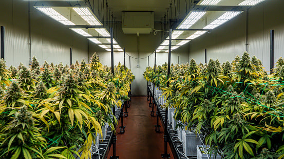 Cannabis MEP FP FA Engineering
